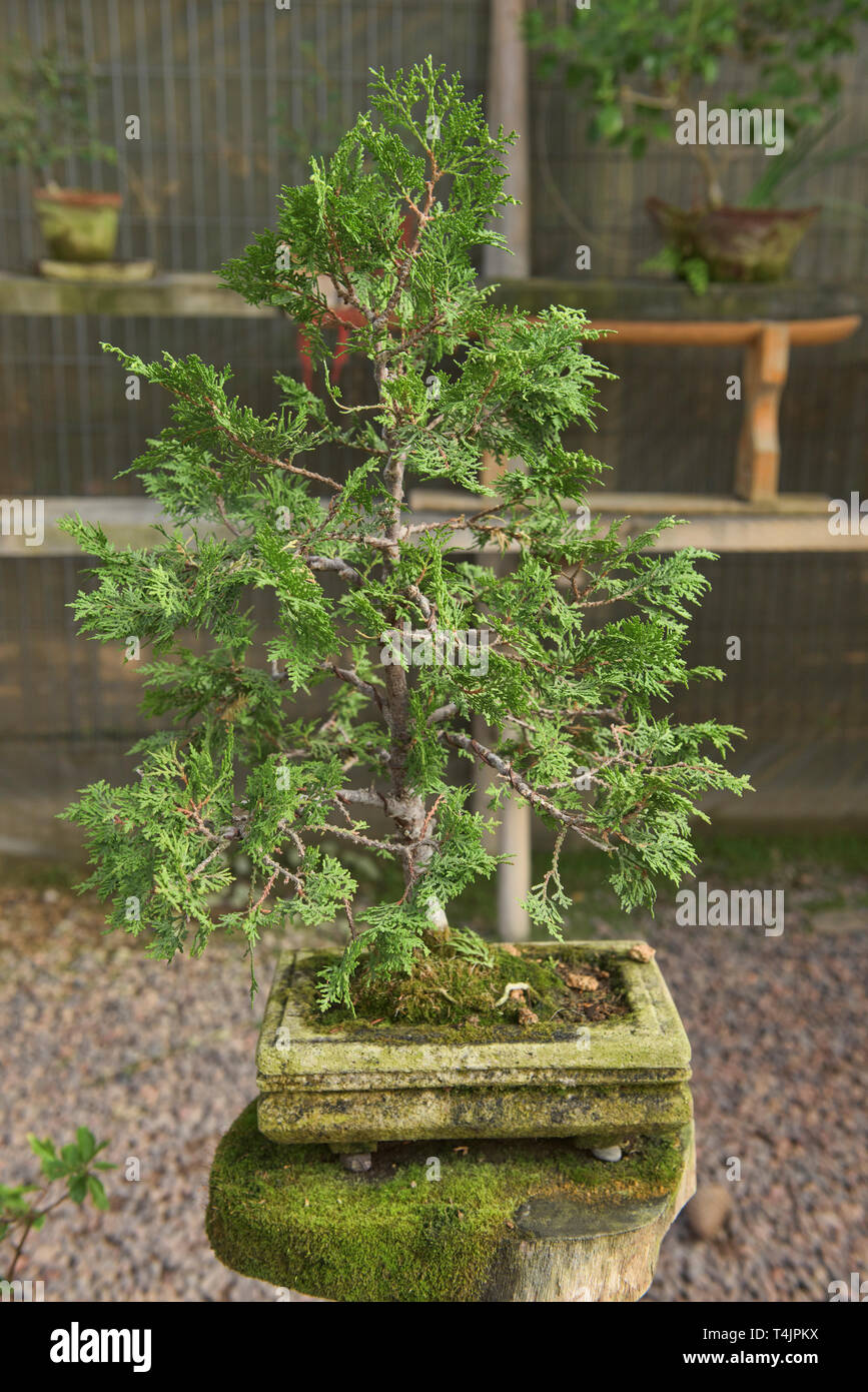 Bonsai tree in the Jardin de Corazon Japanese garden, La Serena, Chile Stock Photo