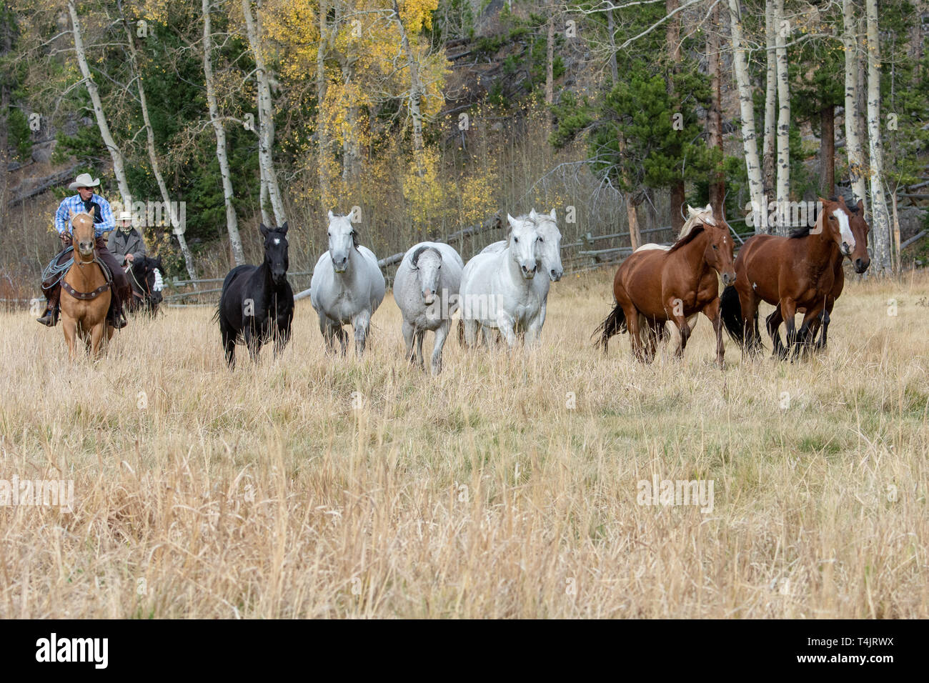 American cowboys herd horses hi-res stock photography and images - Alamy