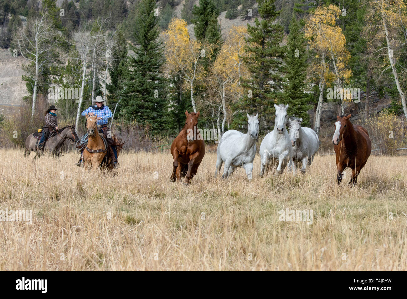 American cowboys herd horses hi-res stock photography and images - Alamy