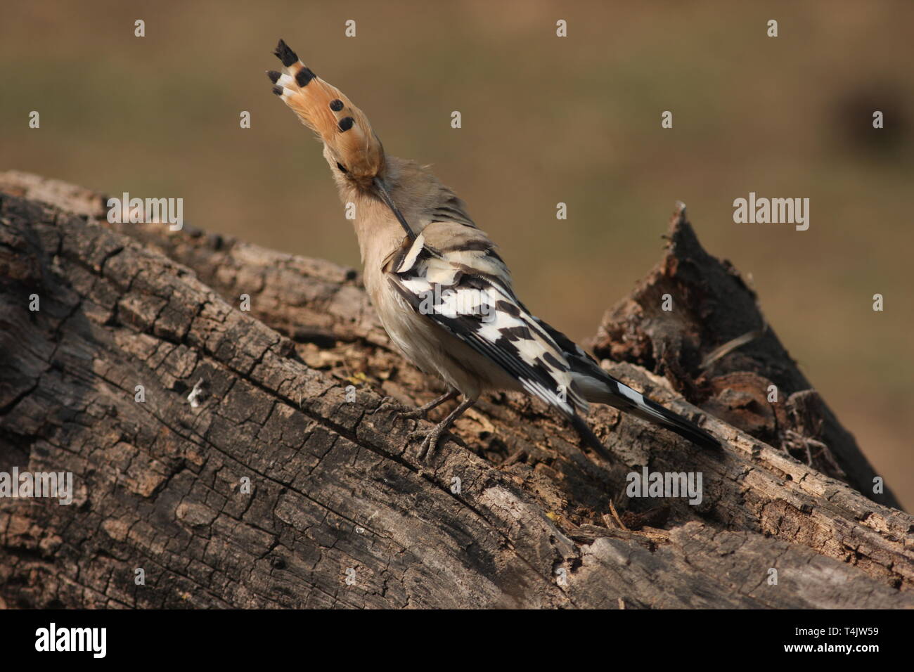 A common hoopoe preening in winter in Keoladeo National Park, Rajasthan Stock Photo