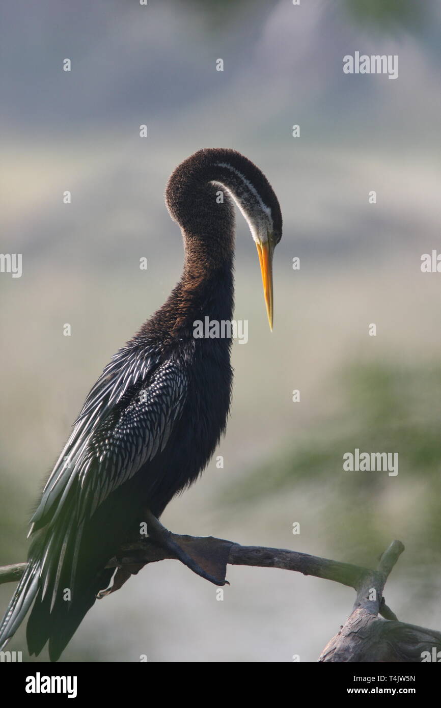 Darter or snakebird in winter in Keoladeo National Park, Rajasthan Stock Photo