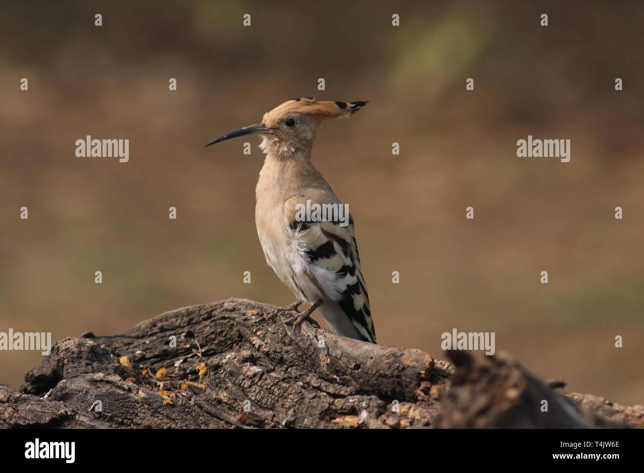 A hoopoe in winter in Keoladeo National Park, Rajasthan Stock Photo
