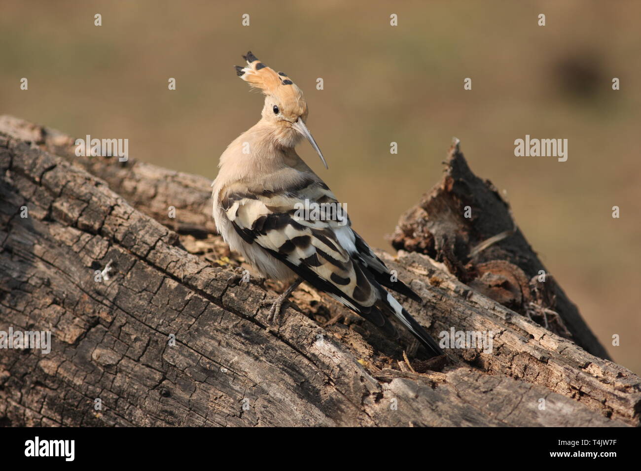 A hoopoe in winter in Keoladeo National Park, Rajasthan Stock Photo