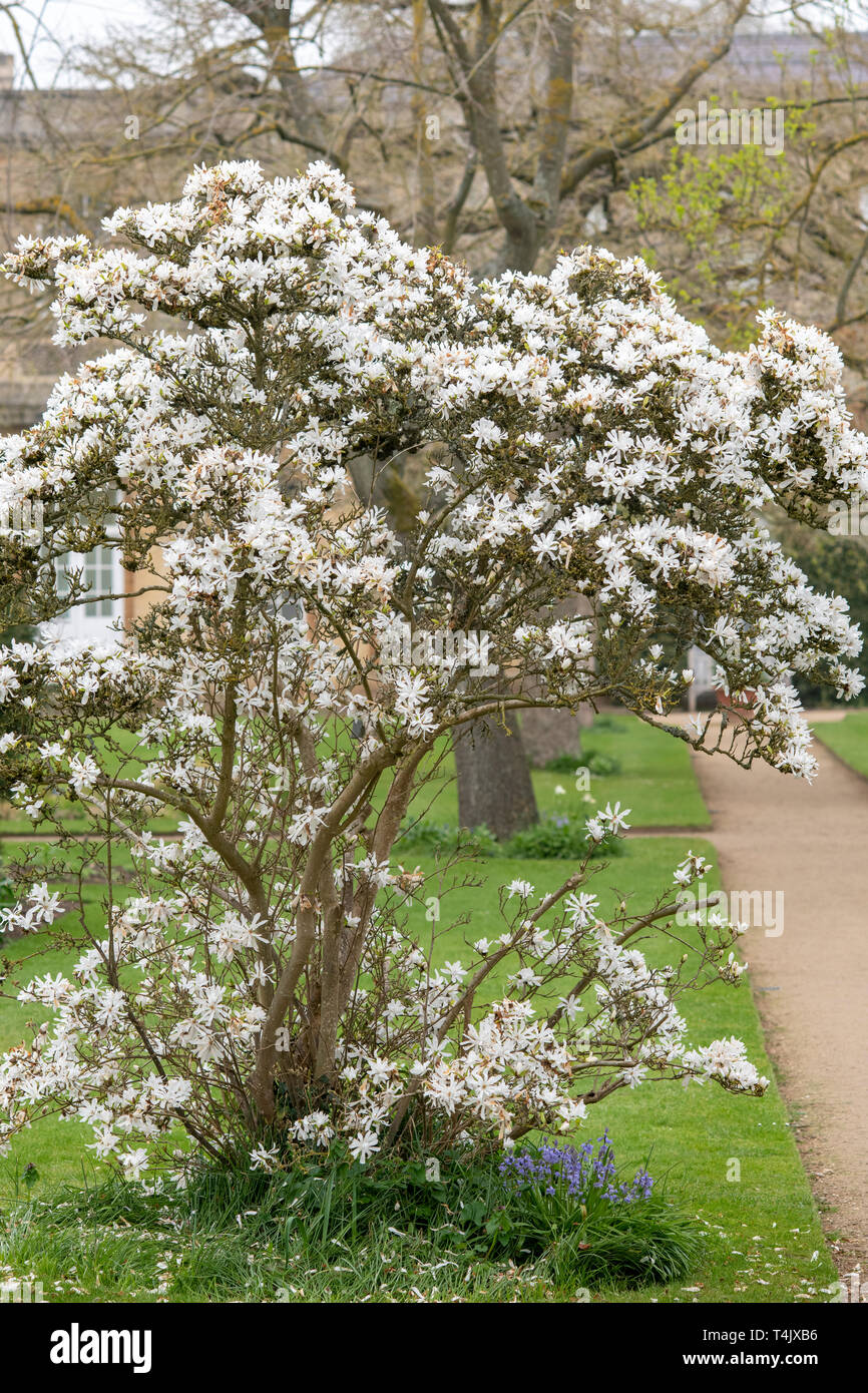 Magnolia stellata tree flowers at Oxford Botanical Gardens. Oxford
