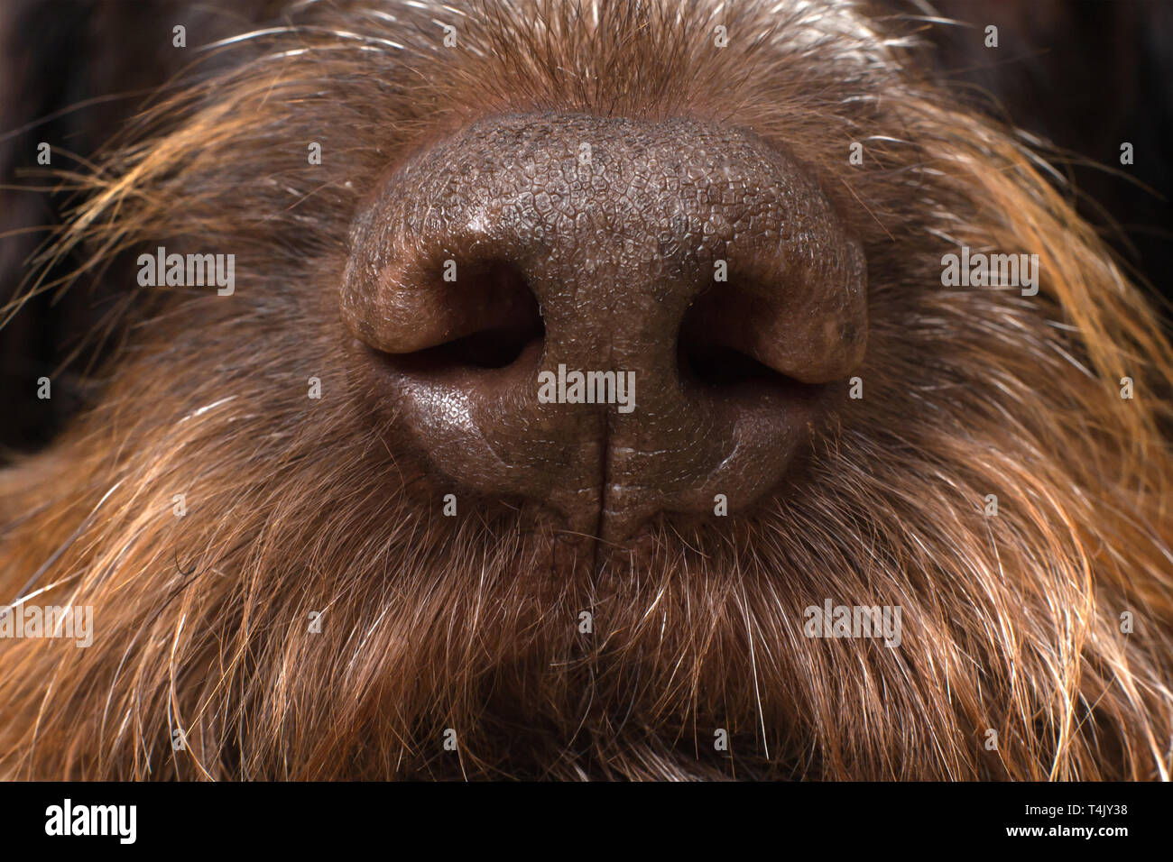 brown nose of a hunting dog, close up Stock Photo