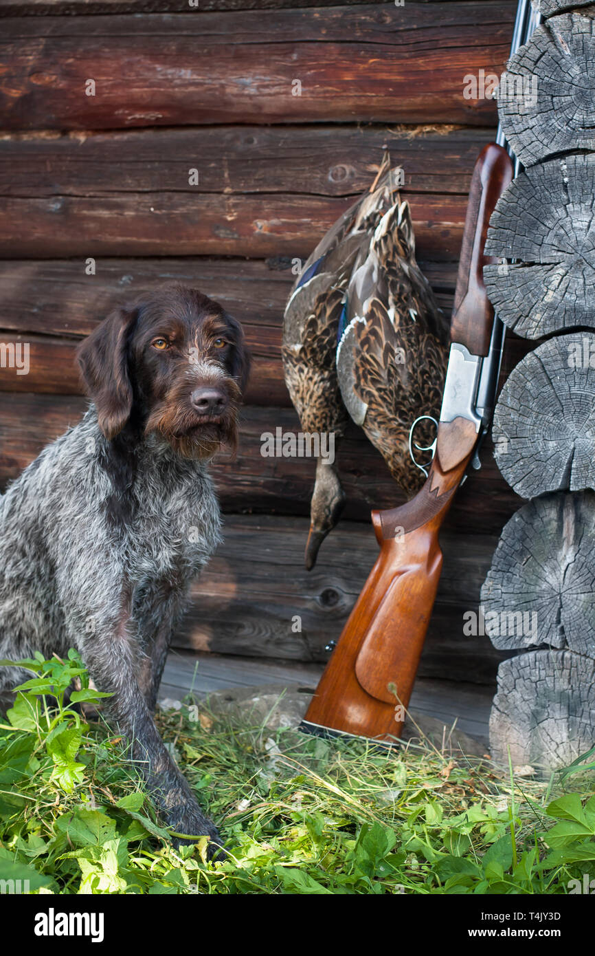 german wirehaired pointer, shotgun and ducks near the hunting house Stock Photo