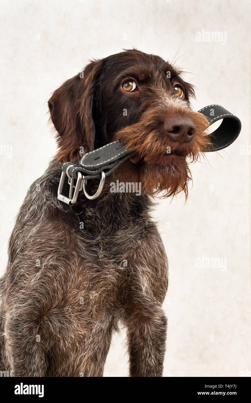 the dog asks for a walk, with a collar in his teeth Stock Photo
