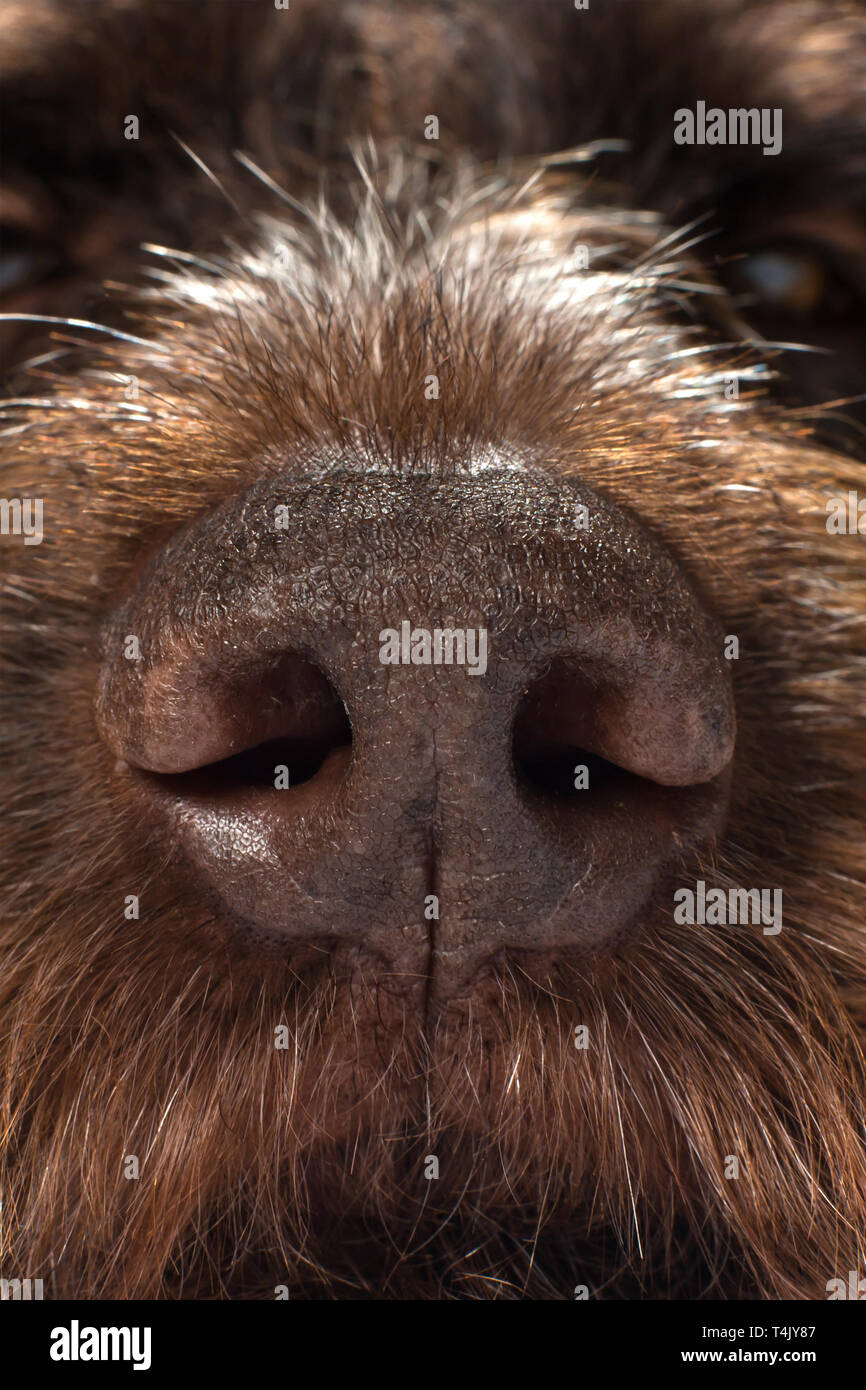 the nose of a hunting dog, close up Stock Photo