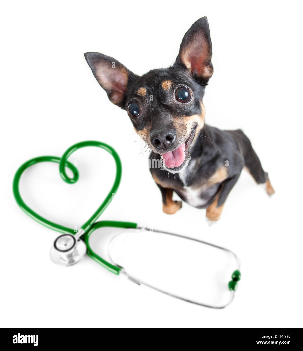 Veterinary for dogs and other pets . Dog standing and stethoscope top view standing isolated. Stock Photo