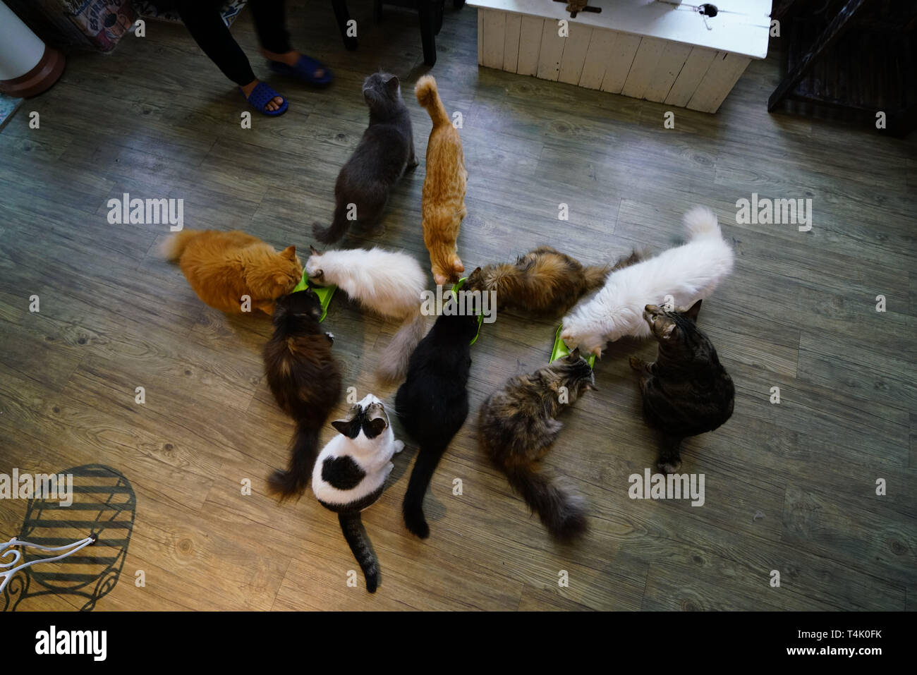 Image of a cat in Vietnam Stock Photo Alamy