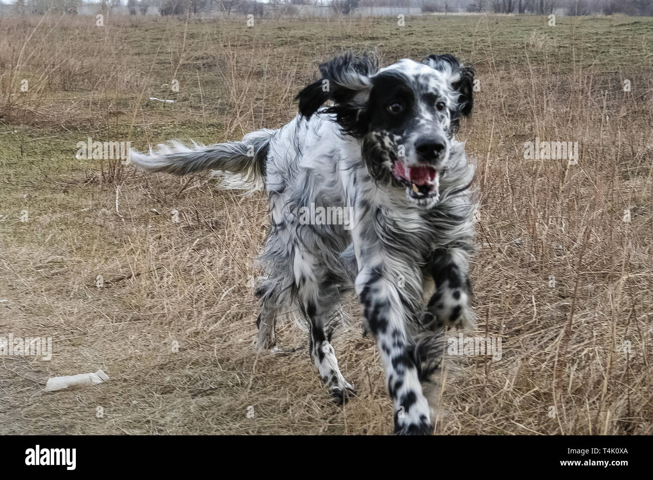 Running an English Setter. Siberia. Russia Stock Photo - Alamy
