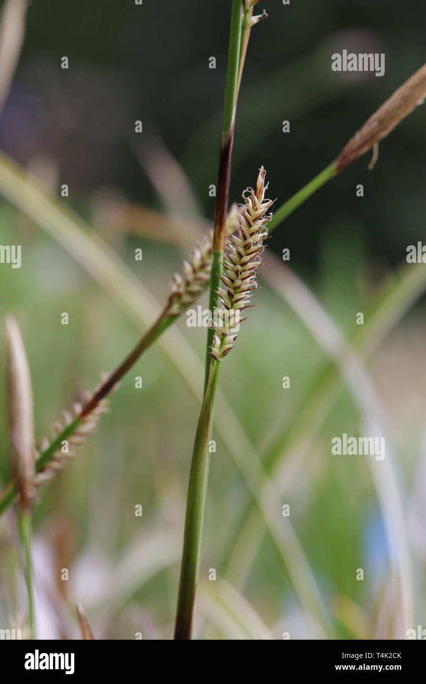 Bladder-sedge - Carex vesicaria grass. Stock Photo