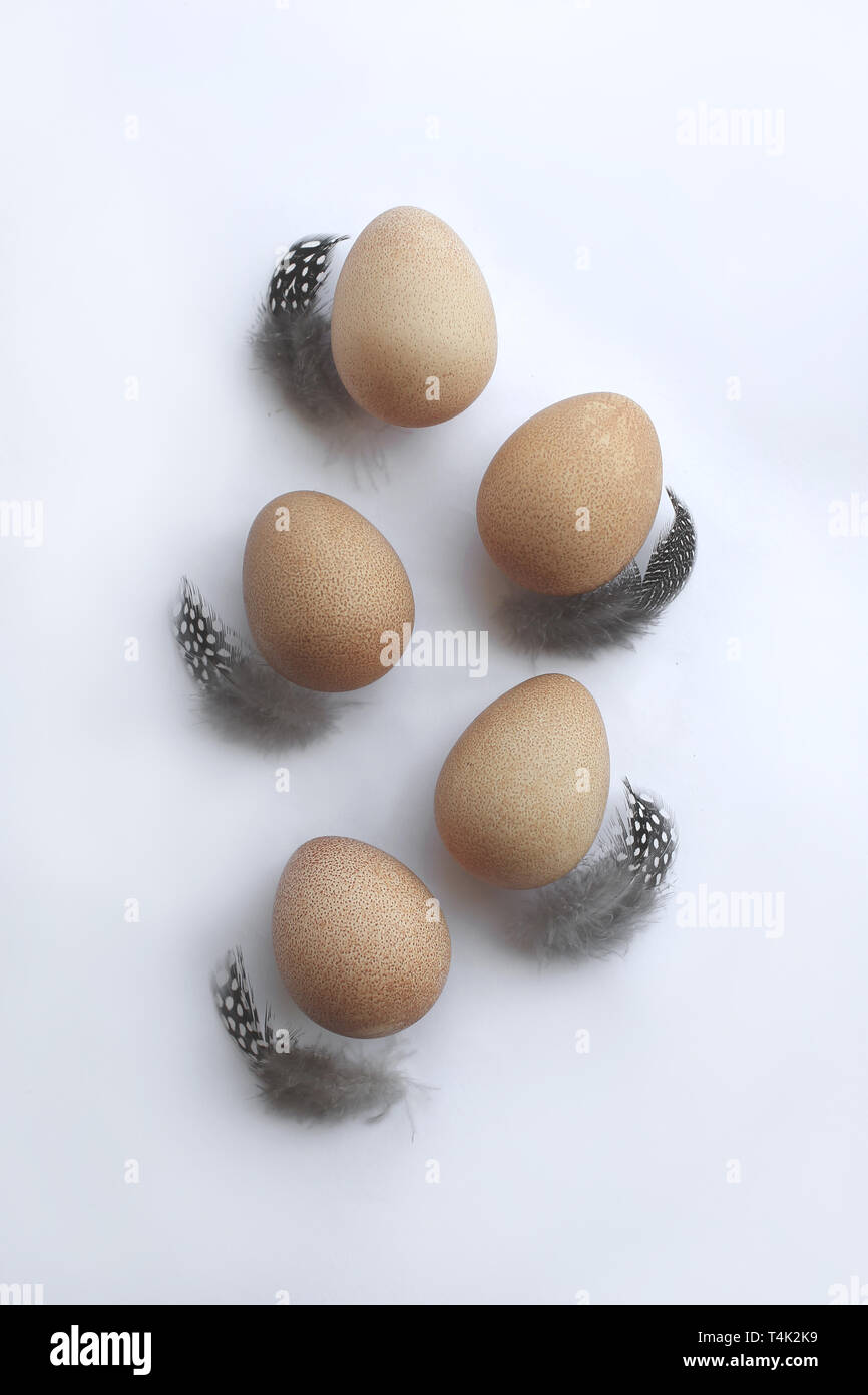 Five eggs of Guinea fowl laying on white background with five grey spotted feathers. Stock Photo