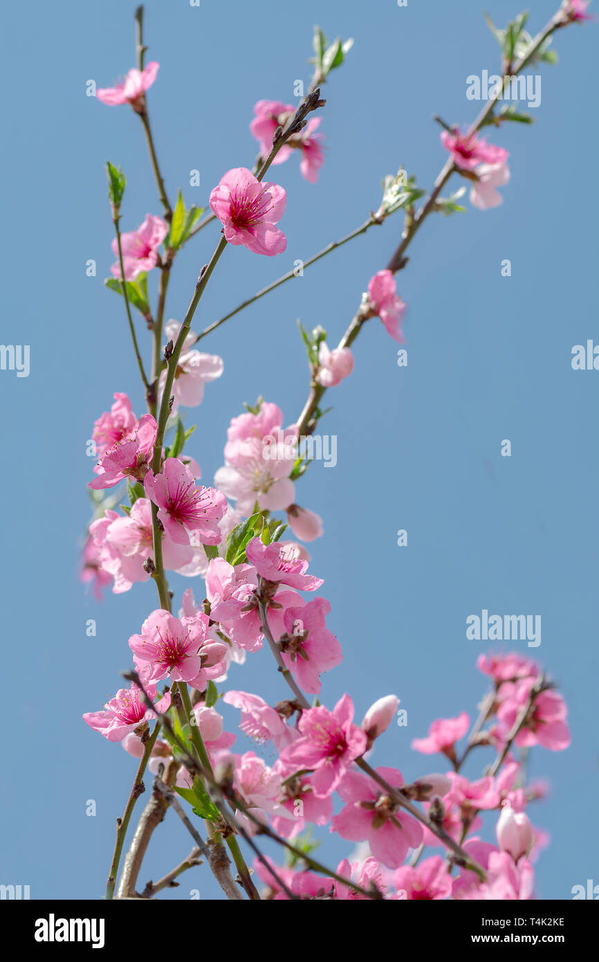 beginning of spring blooming peach buds pink colors Stock Photo Alamy