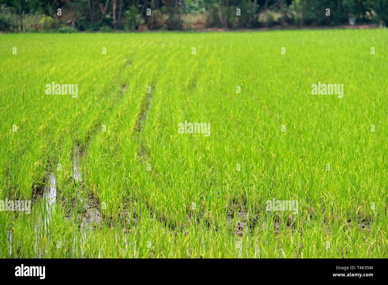 Rice paddy field of agricultural at rural in Thailand Stock Photo