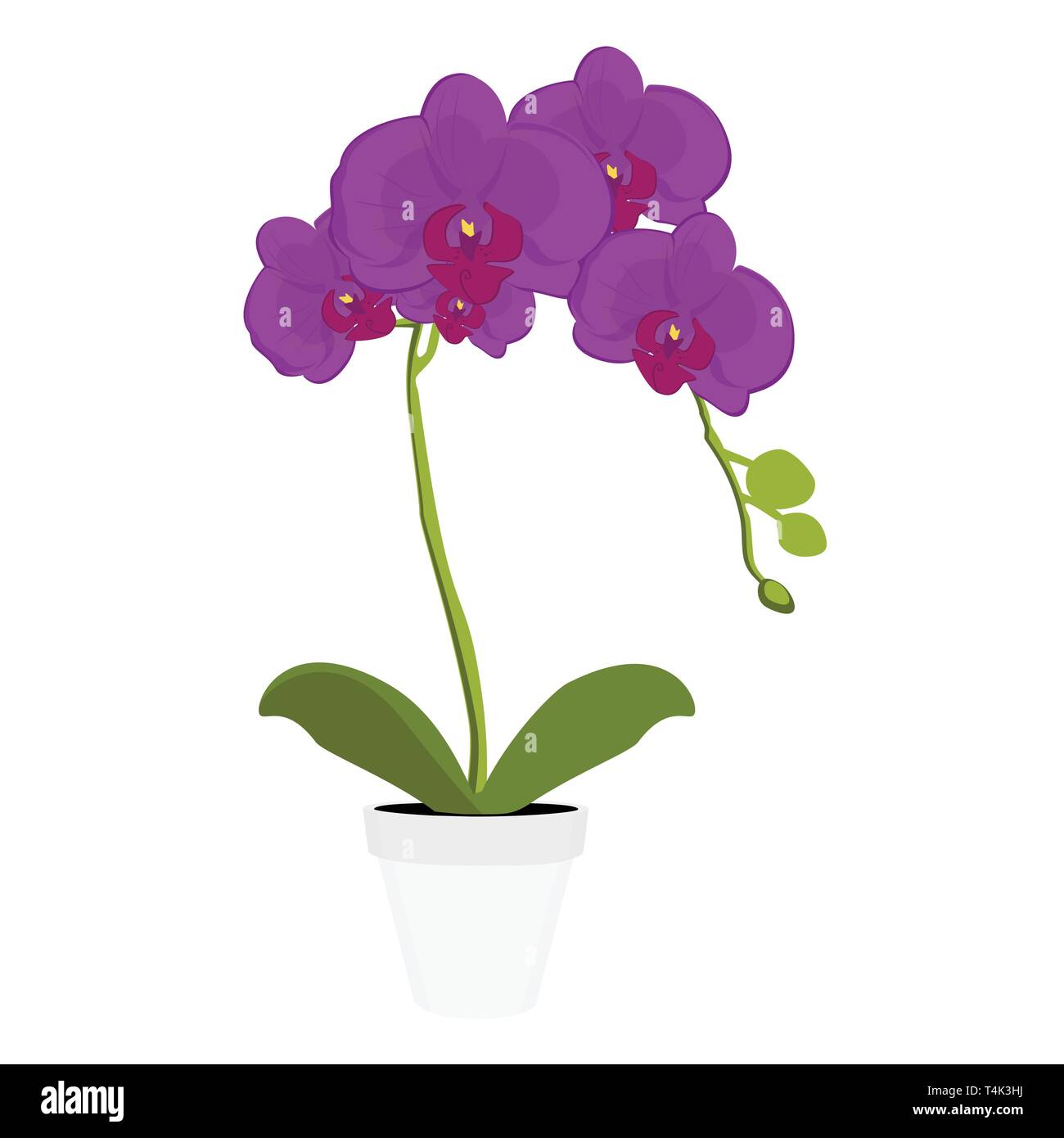 Exotic purple orchid houseplant potted flower. Phalaenopsis orchid