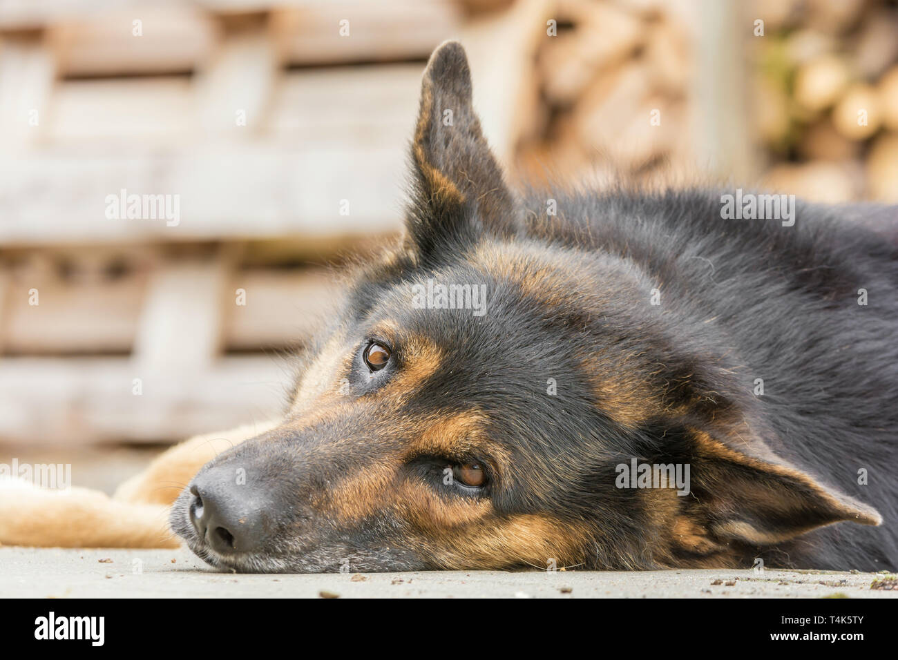 Big dog looks curious during a break Stock Photo - Alamy