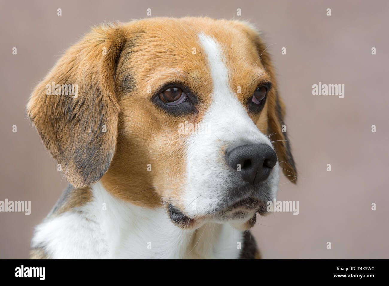 Portrait of a young beagle in detail Stock Photo