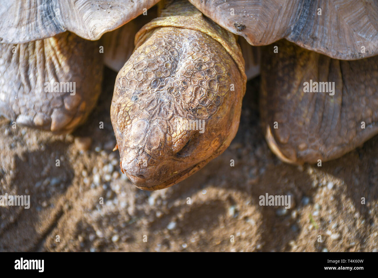 Small land turtle inside wooden fence at the backyard used as a home