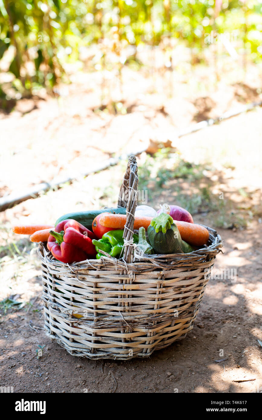 Rustic orchard hi-res stock photography and images - Alamy