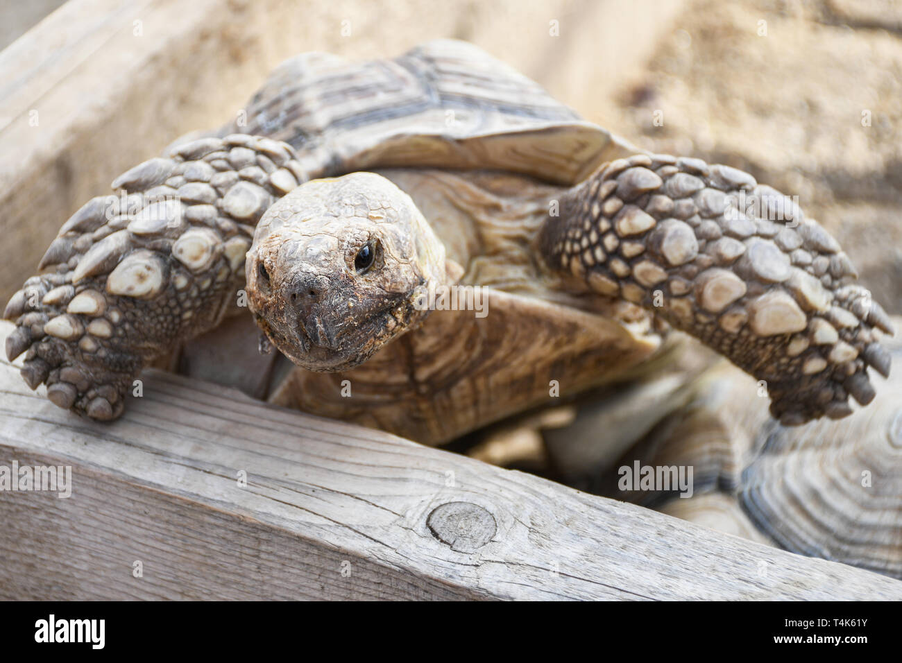 Small land turtle inside wooden fence at the backyard used as a home