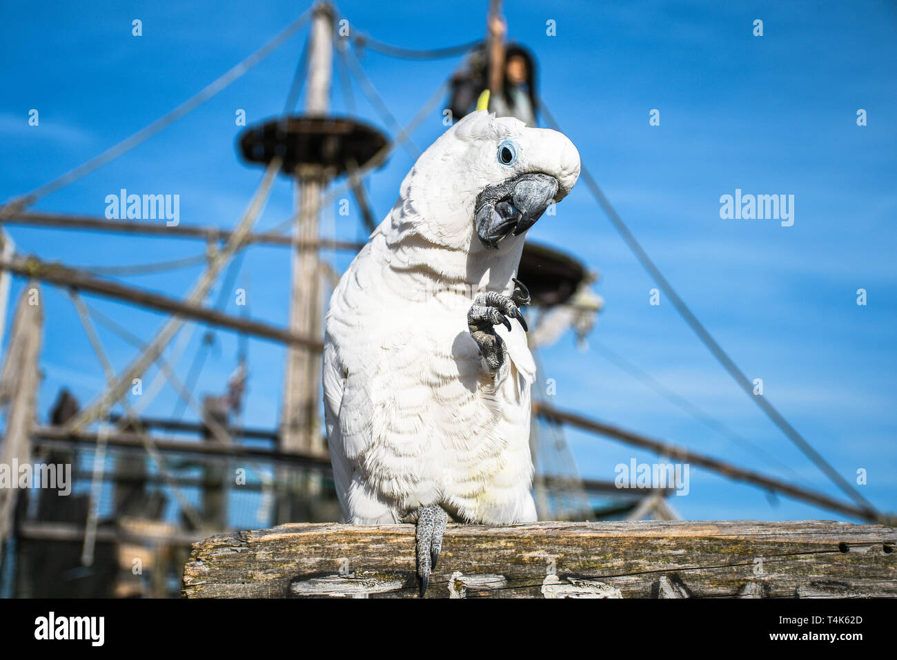 White yellow crested Cockatoo, Cacatua galerita, standing on an old wooden pirate boat Stock Photo