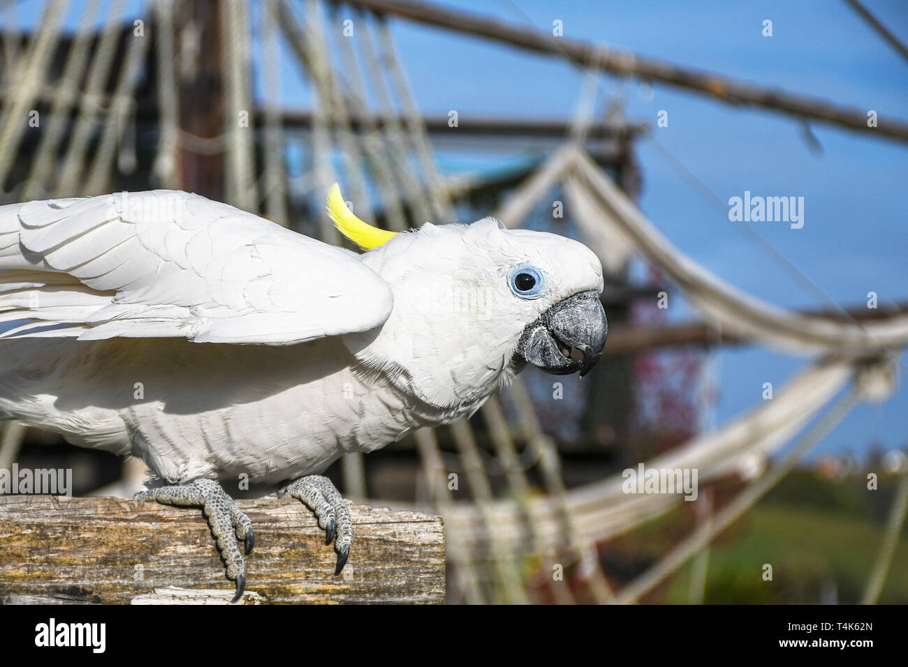 White yellow crested Cockatoo, Cacatua galerita, standing on an old wooden pirate boat Stock Photo