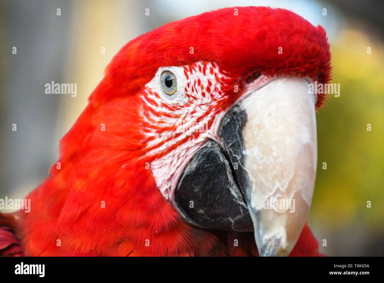 Close up head shoot portrait of an colorful parrot green wing scarlet Macaw Stock Photo
