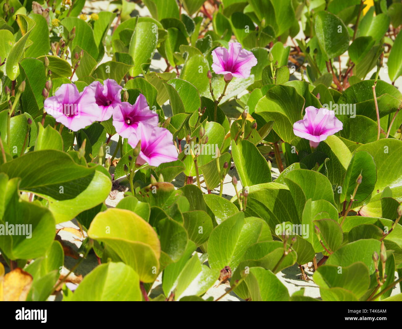 Pink Morning Glory vine flowers amongst the green leaves at the beach growing along the sand Stock Photo