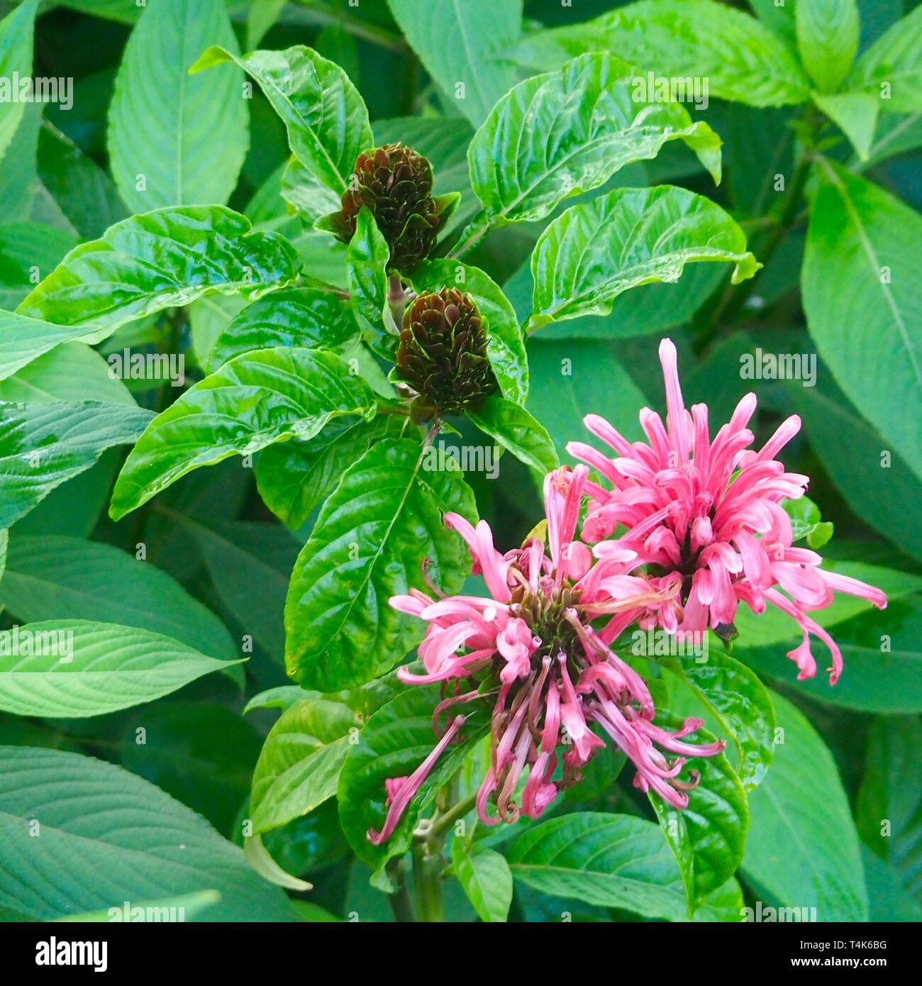 Jacobinia plant or Justicia carnea with its beautiful pink flowers and lush green leaves Stock Photo