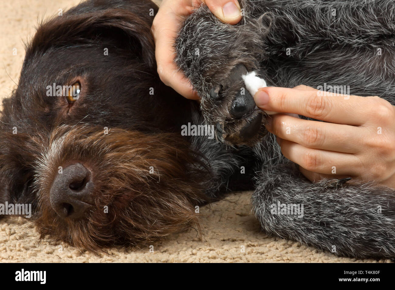 application of therapeutic ointment on the dog's paw, closeup Stock Photo
