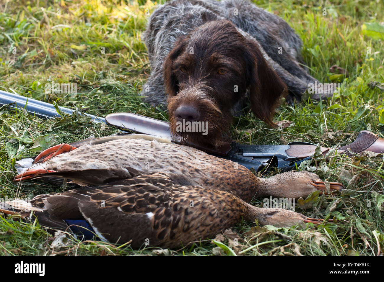 german wirehaired pointer, shotgun and two ducks on the grass Stock Photo