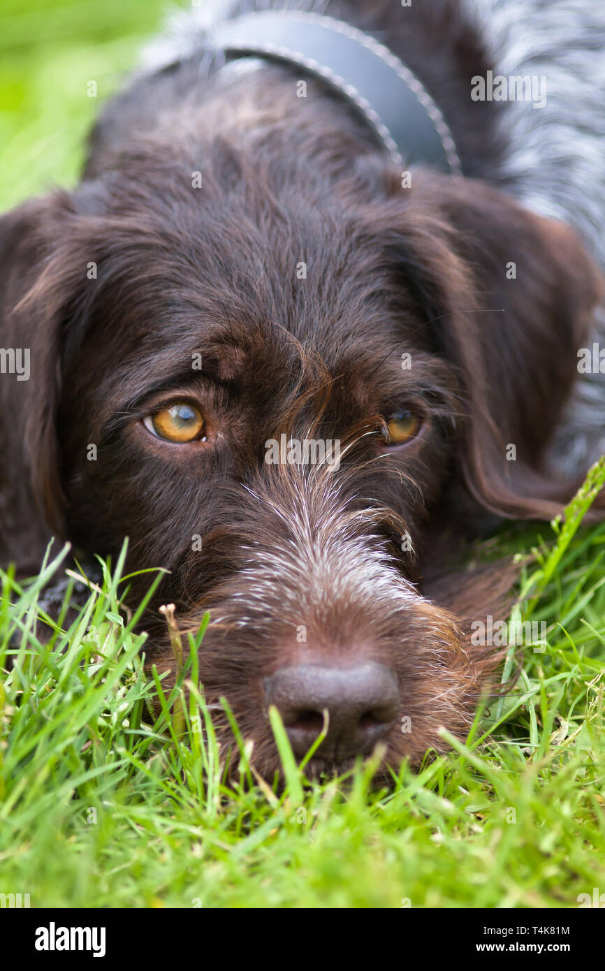 portrait of german wirehaired pointer lying on the grass Stock Photo