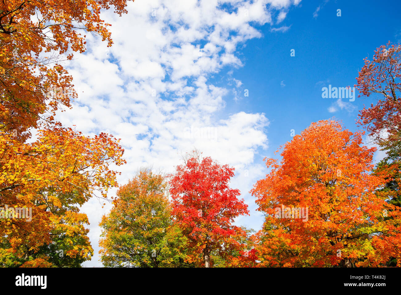 Golden, orange and red autumn foliage tree top leaves against blue sky ...