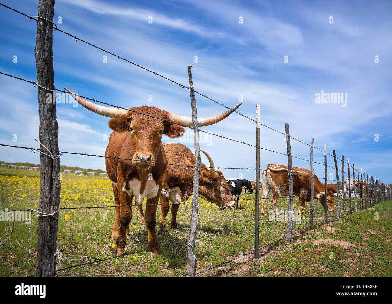 Texas longhorn cattle grazing behind a fence on a yellow flower pasture