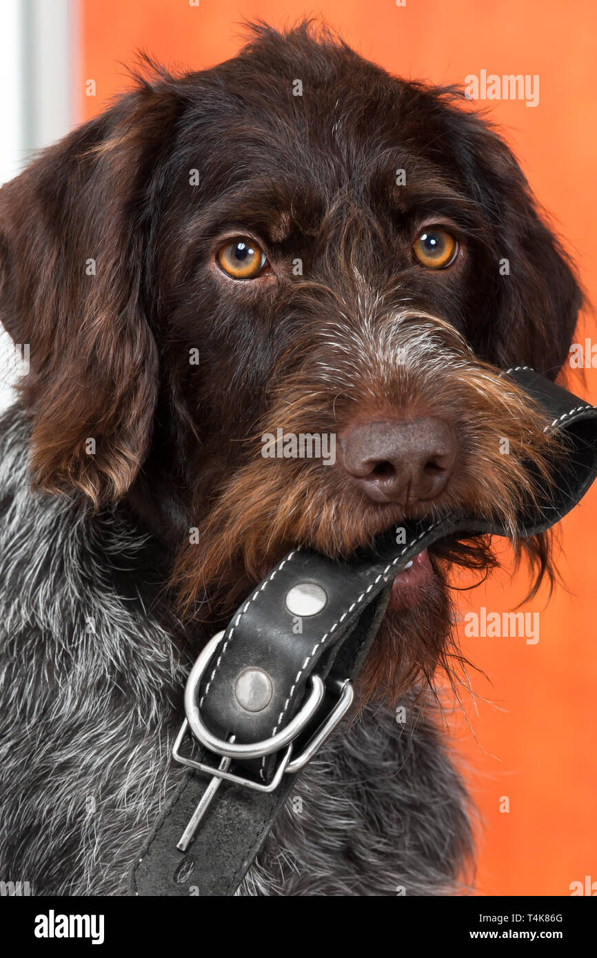 the dog asks for a walk, with a collar in his teeth, close up Stock Photo