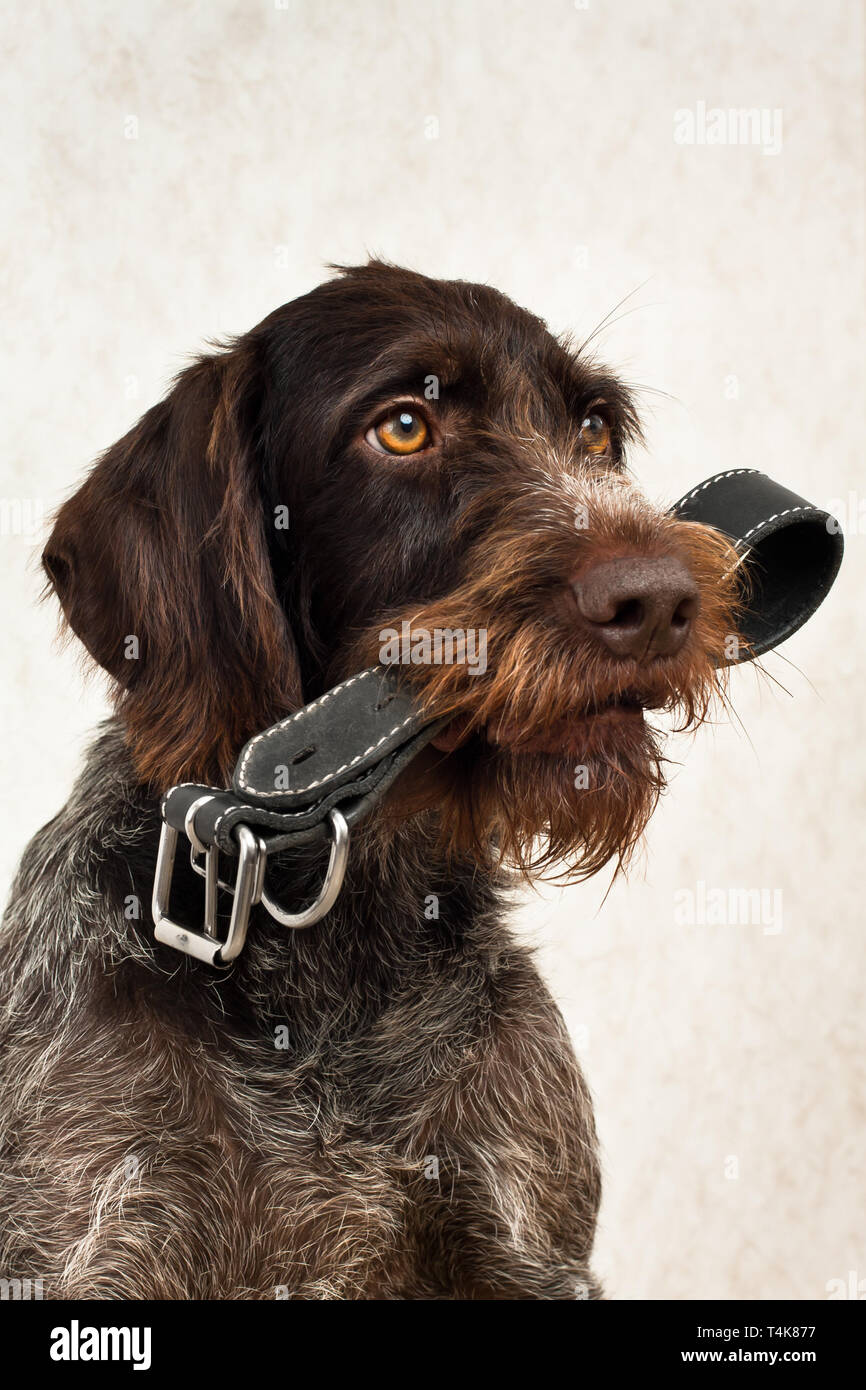 the dog asks for a walk, with a collar in his teeth Stock Photo
