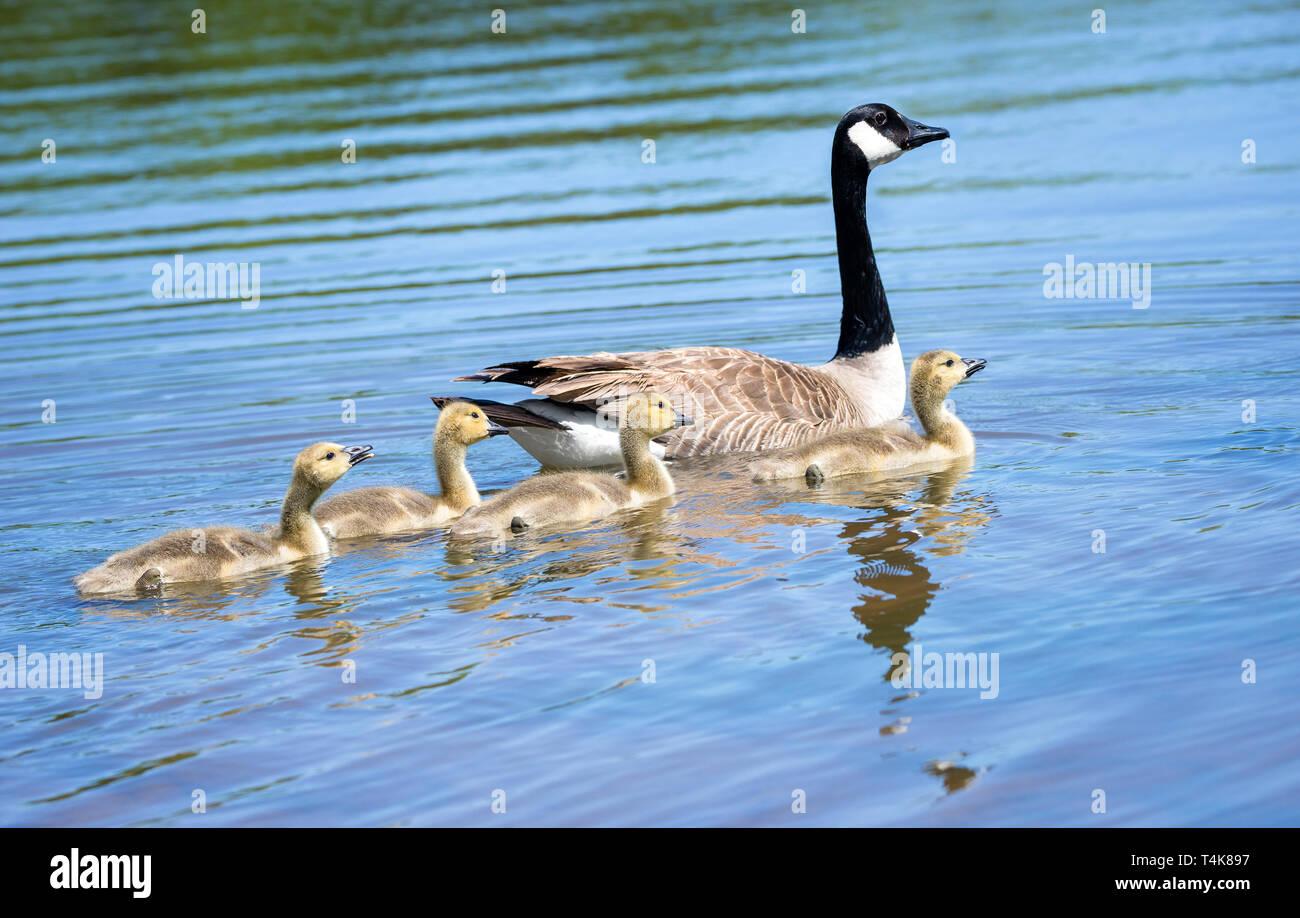 Canada goose (Branta canadensis) and adorable goslings swimming in a lake Stock Photo