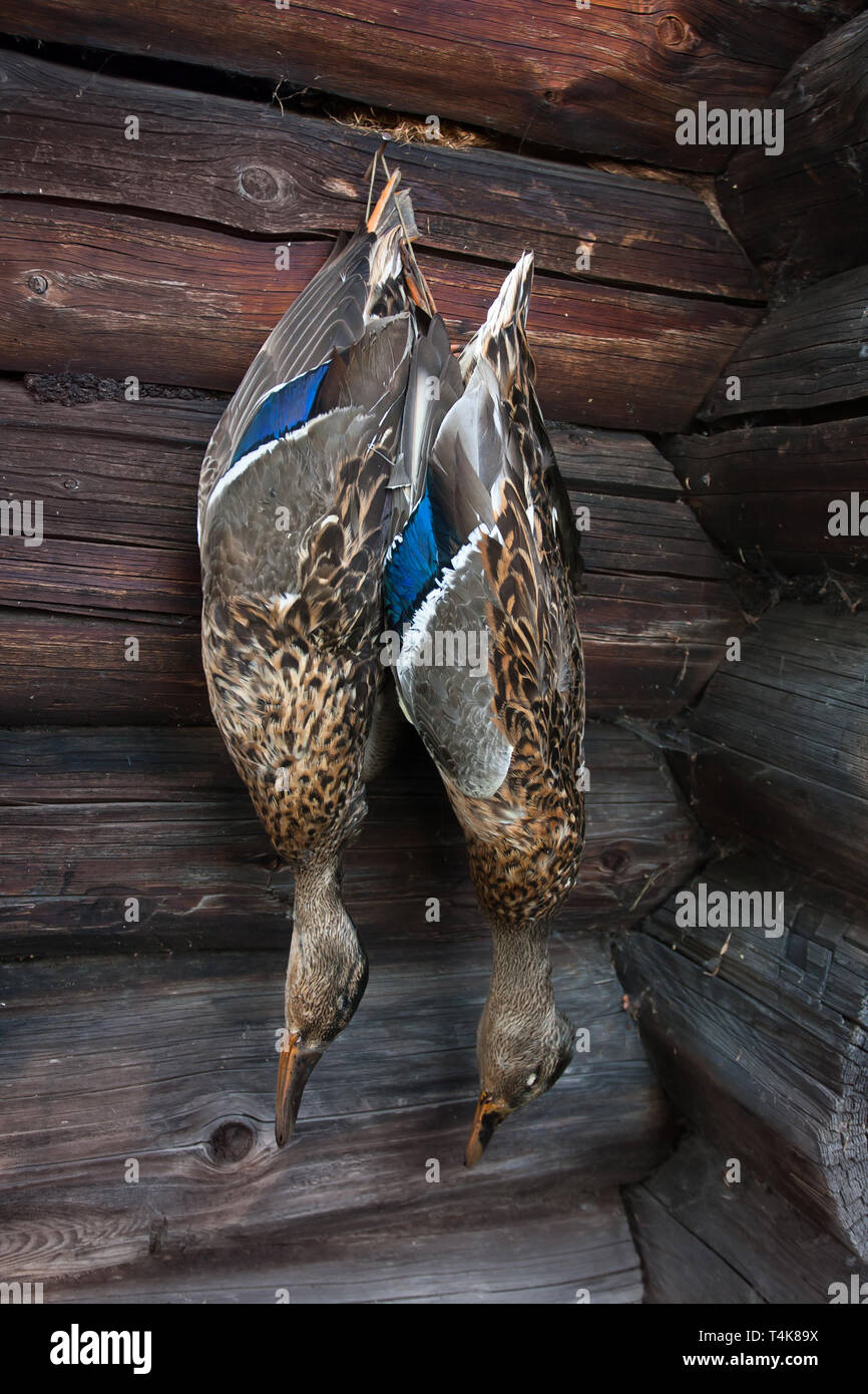 hunting trophy - two shot ducks hanging on the wooden wall Stock Photo