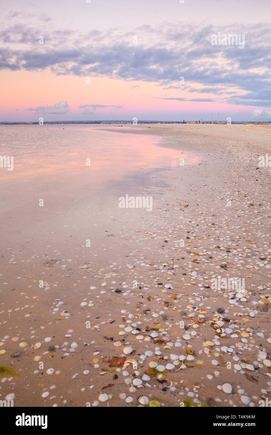 Shells on the shores of Point Walter sandbar extending out into the Swan River in in Bicton Stock Photo