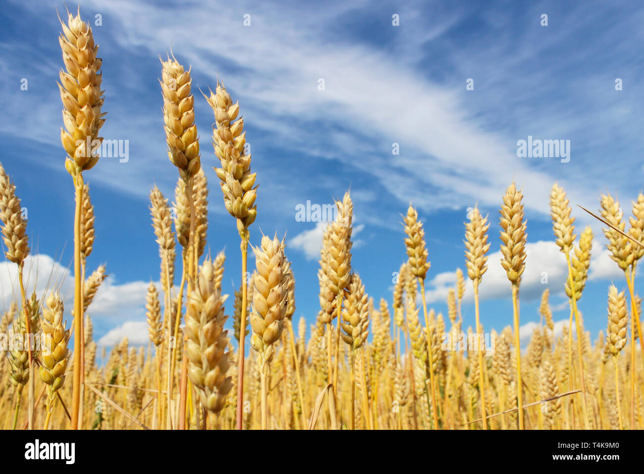 Wheat ears close-up on a background of blue sky with clouds Stock Photo ...