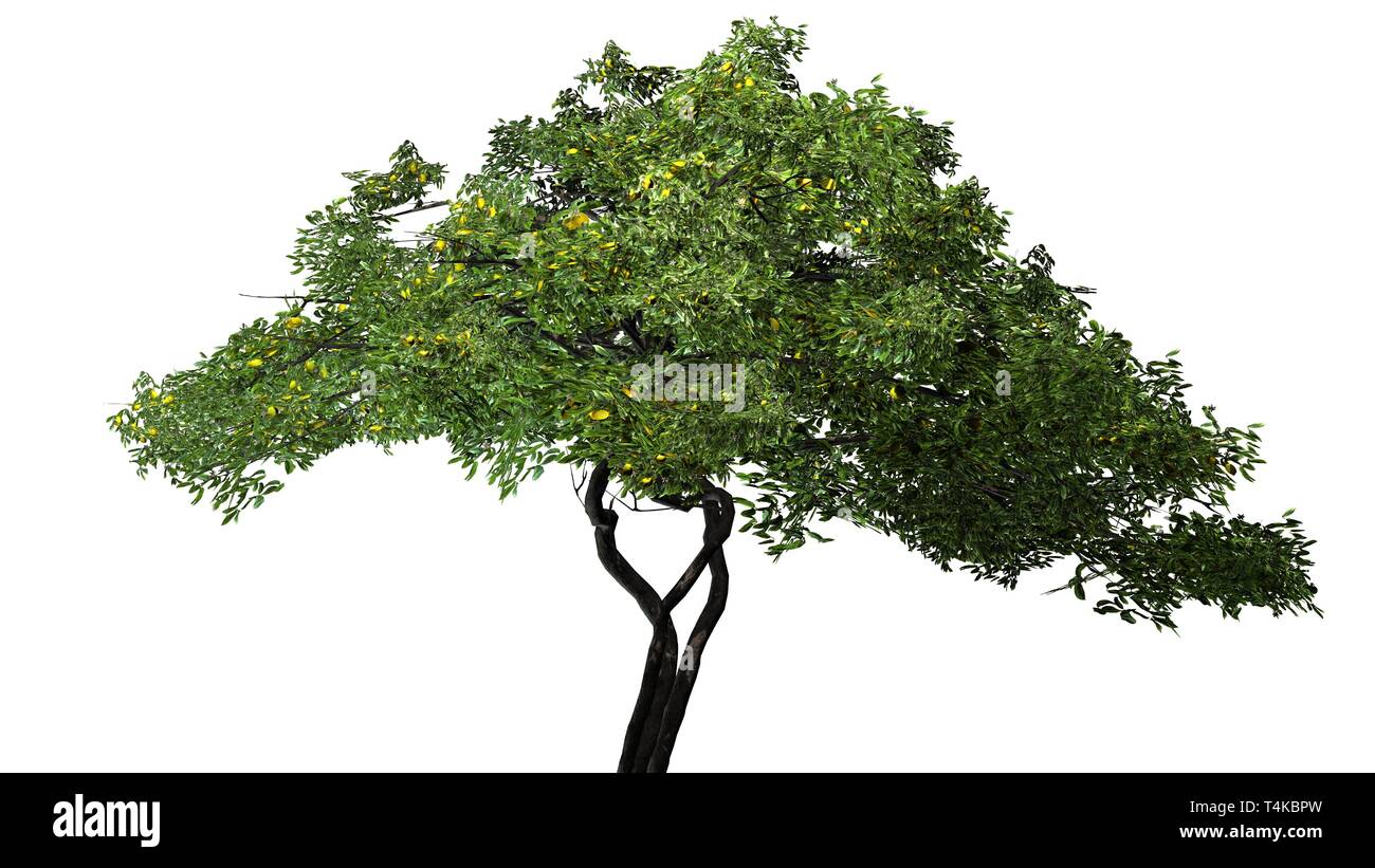 lemon tree with fruits - isolated on white background Stock Photo - Alamy