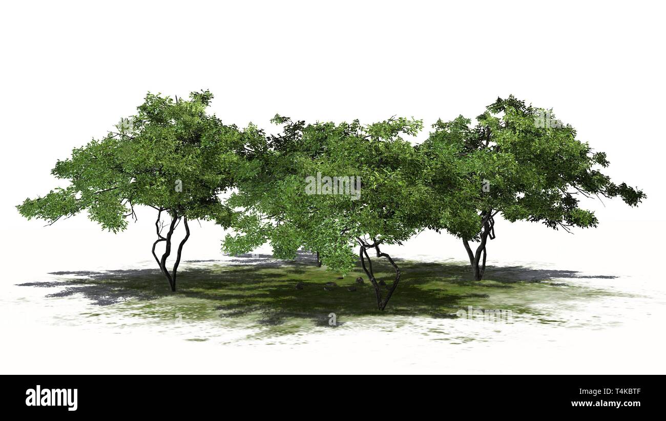 a group of lemon trees- isolated on white background Stock Photo - Alamy