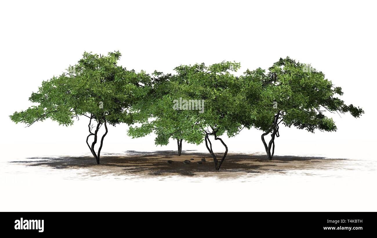 a group of lemon trees- isolated on white background Stock Photo - Alamy