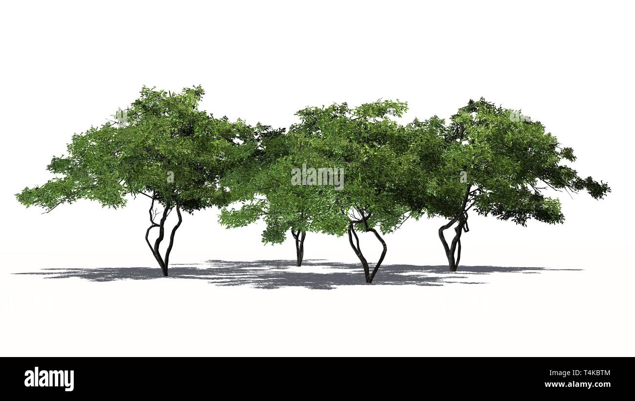 a group of lemon trees- isolated on white background Stock Photo - Alamy