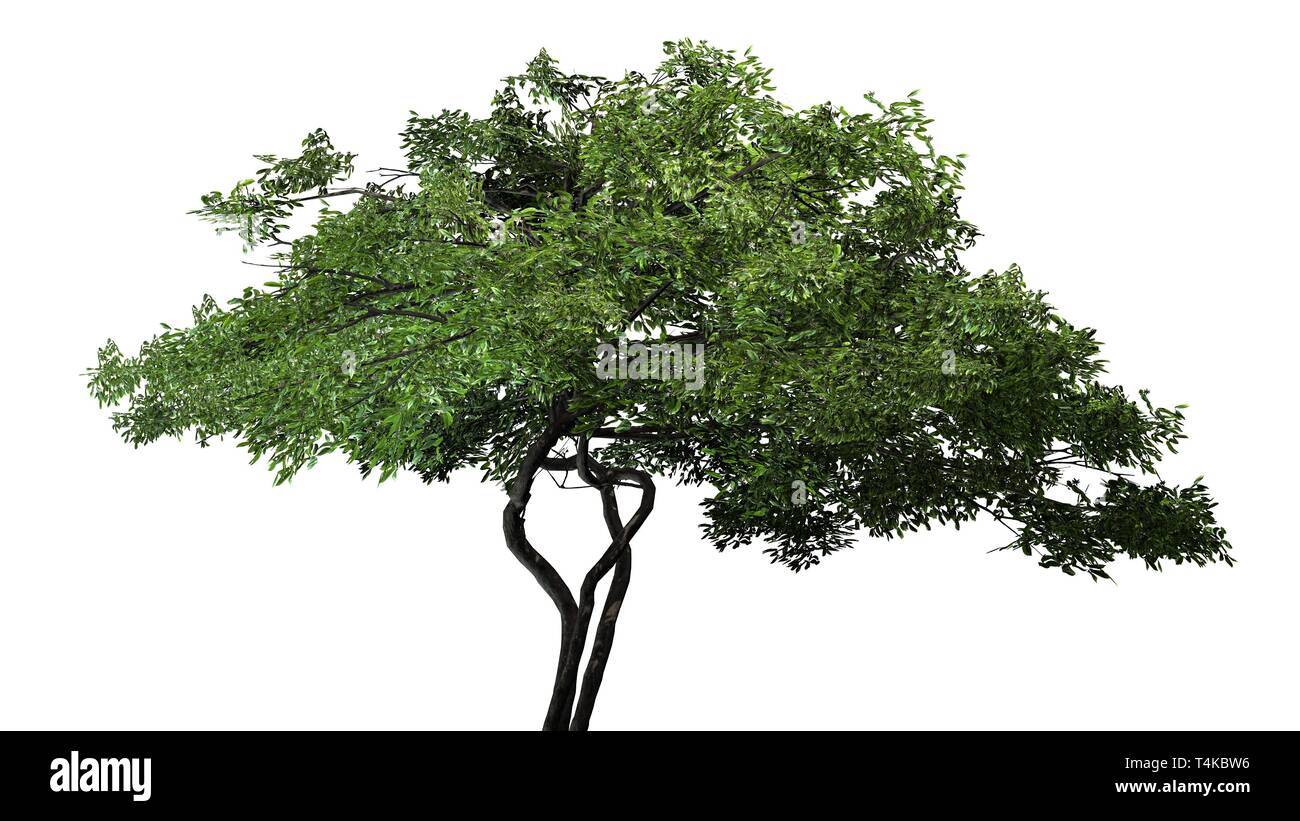 lemon tree - isolated on white background Stock Photo - Alamy