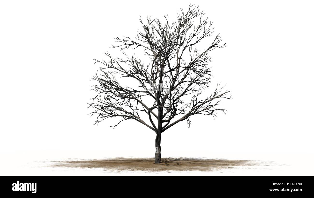 peach tree in winter separated on white background Stock Photo Alamy