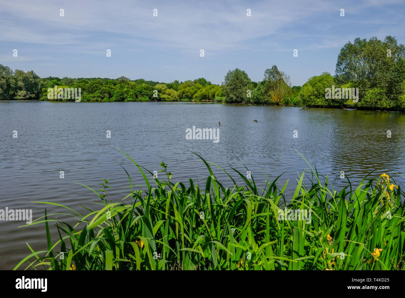 Tranquil shot of calm lake with reeds in the foreground and trees in the background.  Early summer landscape withg blue sky. Stock Photo