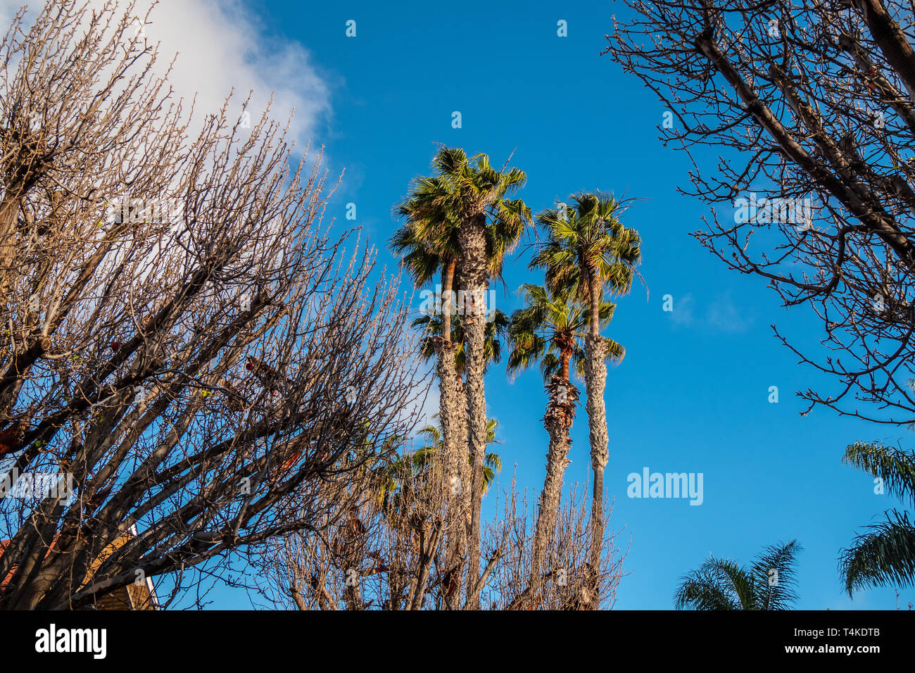 Palm trees in California Stock Photo Alamy