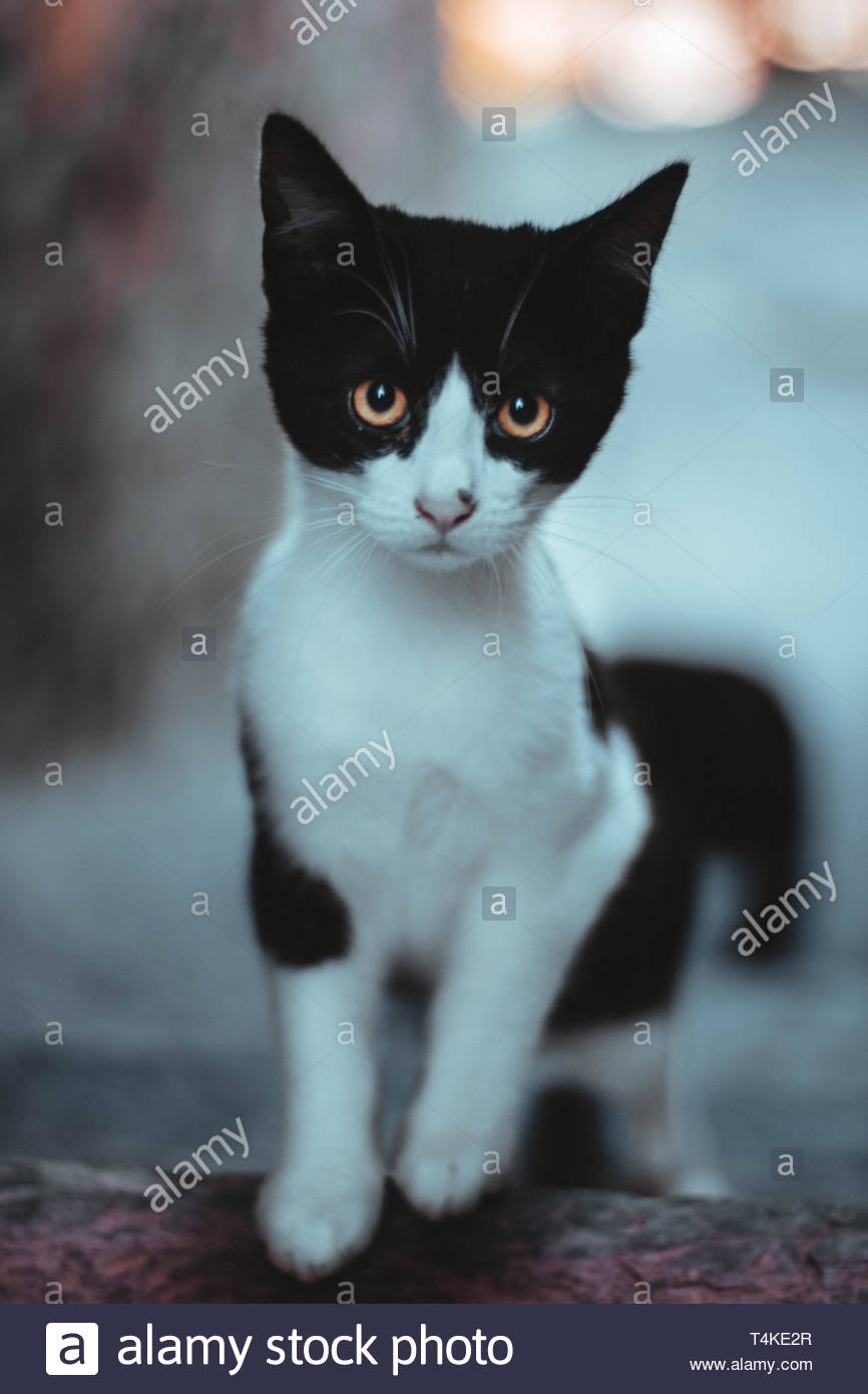 Black And White Tuxedo Cat Stock Photo 243831919 Alamy
